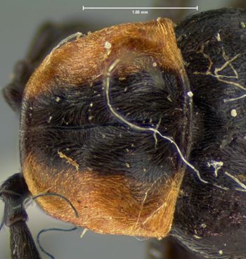 Media type: image;   Entomology 2769 Aspect: pronotum dorsal